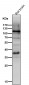 Anti-HIF-1 alpha Rabbit Monoclonal Antibody